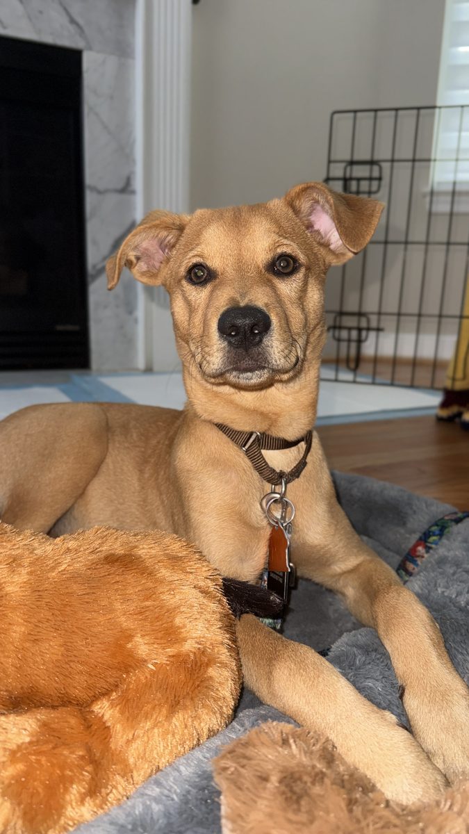 Chip, the couple's dog